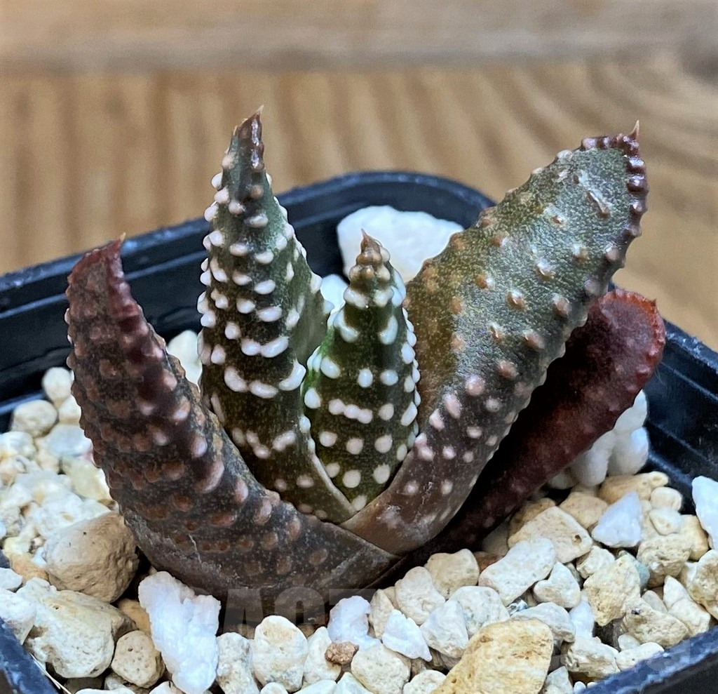 SH10008 Haworthia maxima -Hear Worcester Airoport-, seedling