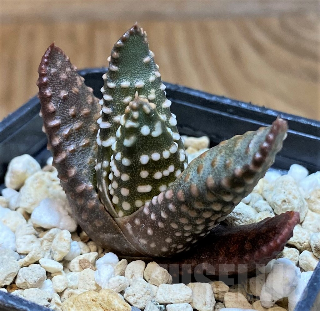 SH10008 Haworthia maxima -Hear Worcester Airoport-, seedling - Image 2