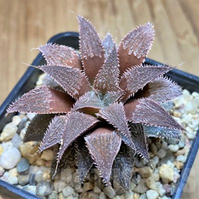SH10010 Haworthia wimiihybrid -Japan-