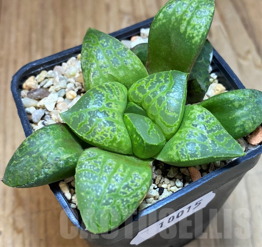 SH10015 Haworthia 'Kamen Butokai'