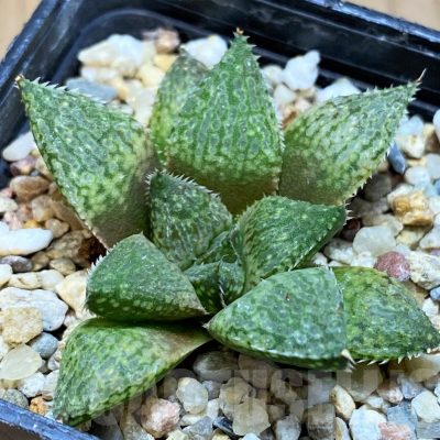 SH10016 Haworthia emelyae hybrid