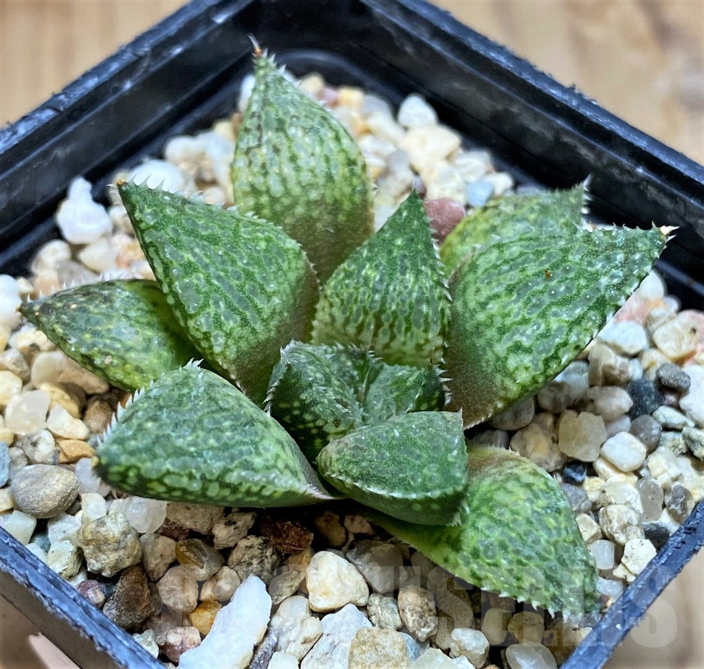 SH10016 Haworthia emelyae hybrid - Image 2