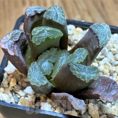SH10017 Haworthia maughanii hybrid