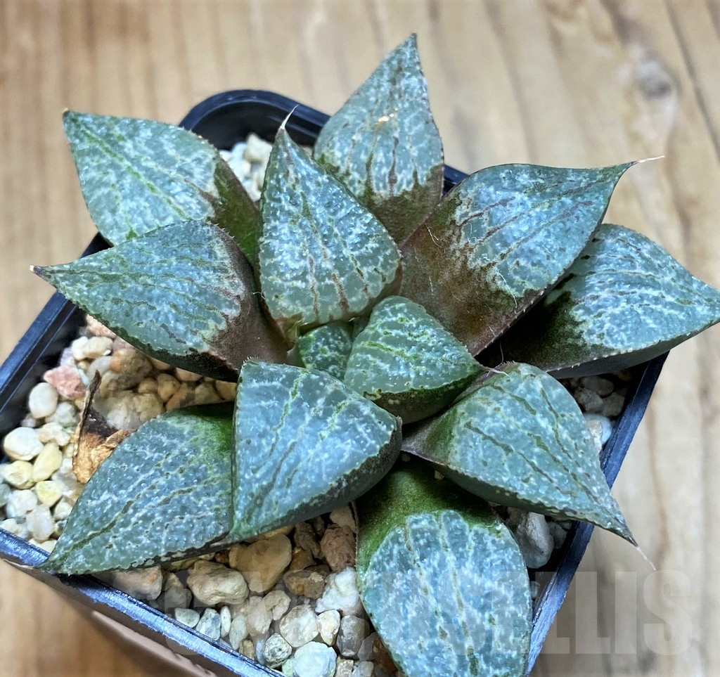 SH10018 Haworthia comptoniana, select form