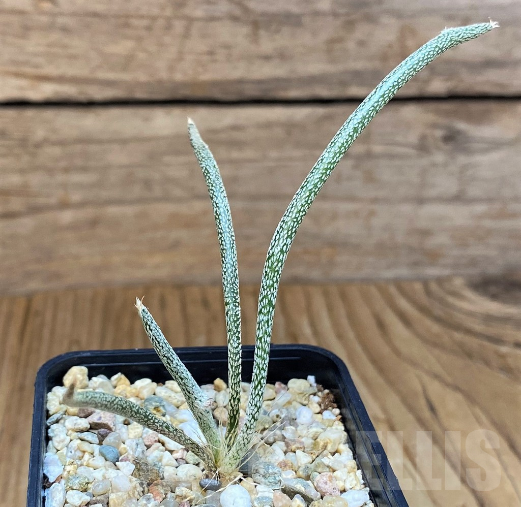 SH10155 Astrophytum caput-medusae, seedling