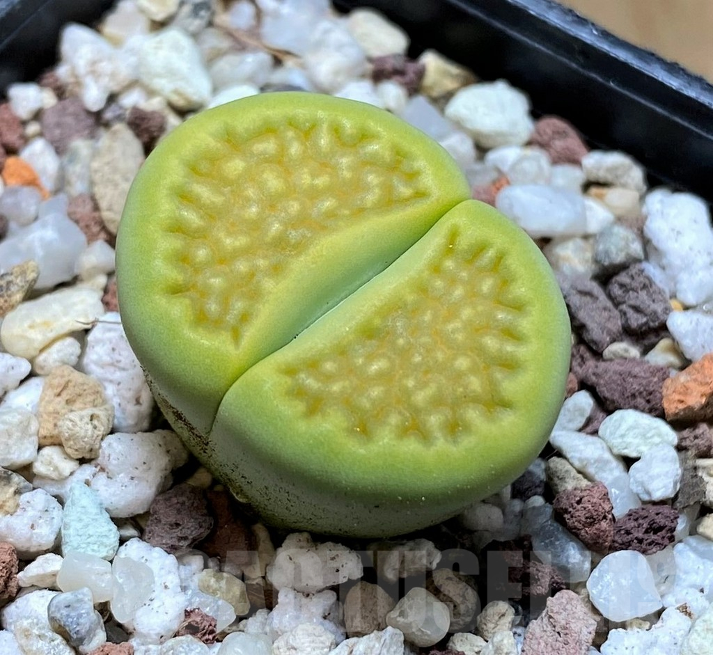 SH10182 Lithops hallii ‘Green Soapstone’