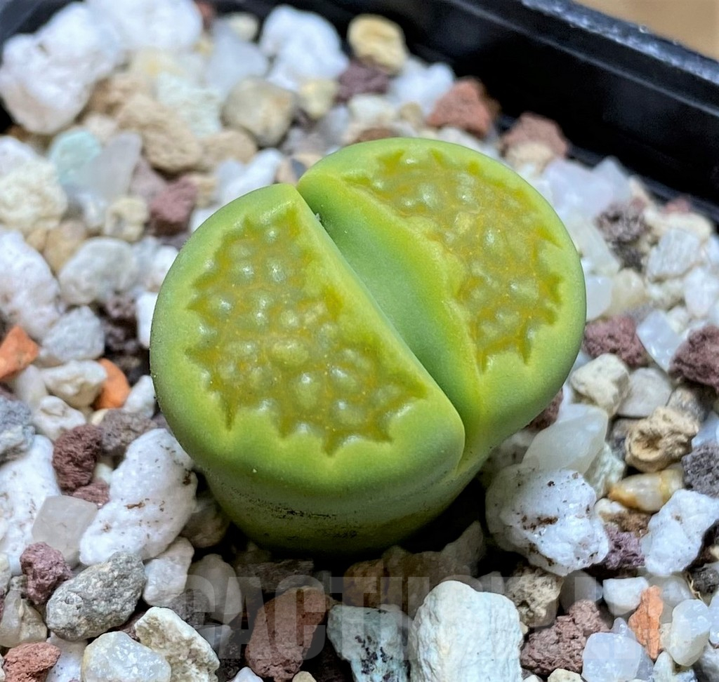 SH10185 Lithops hallii ‘Green Soapstone’