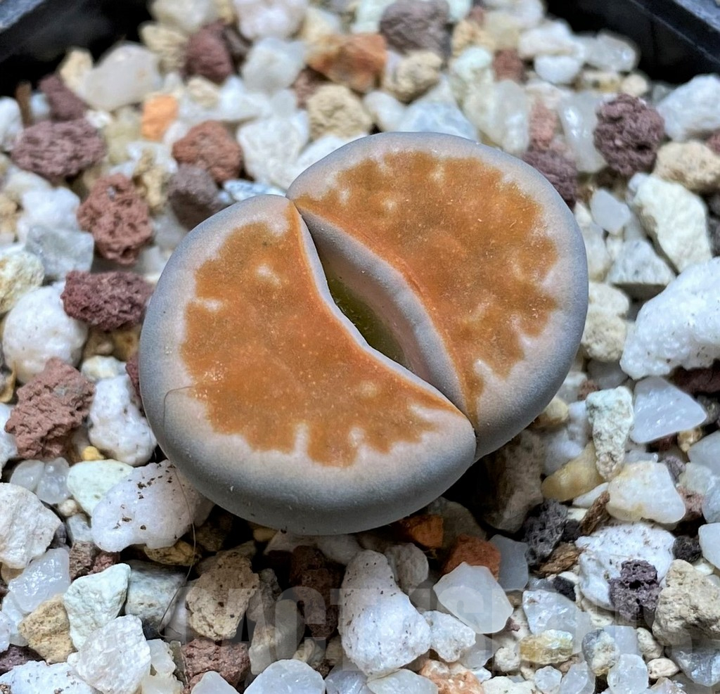 SH10186 Lithops karasmontana ‘Lateritia’