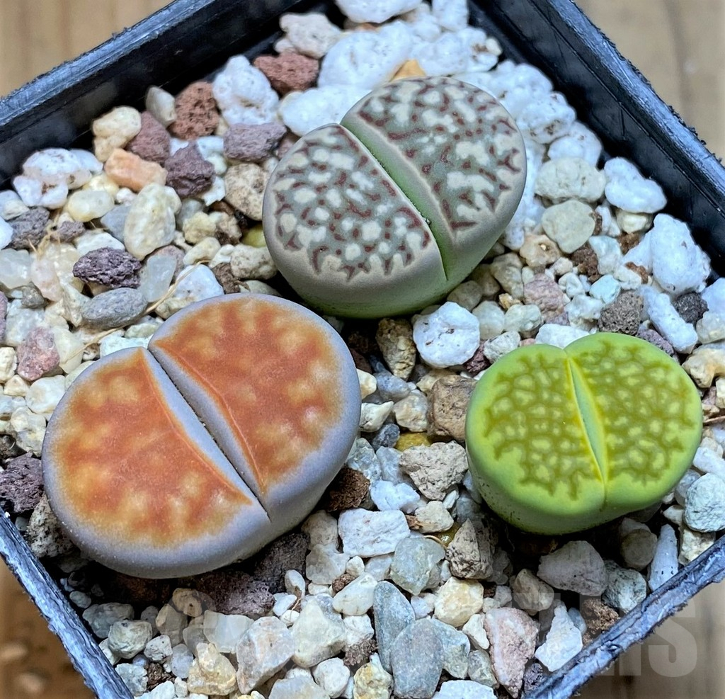 SH10191 Lithops mix