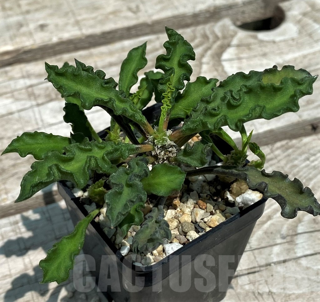SH10126 Euphorbia decaryi v. spirosticha