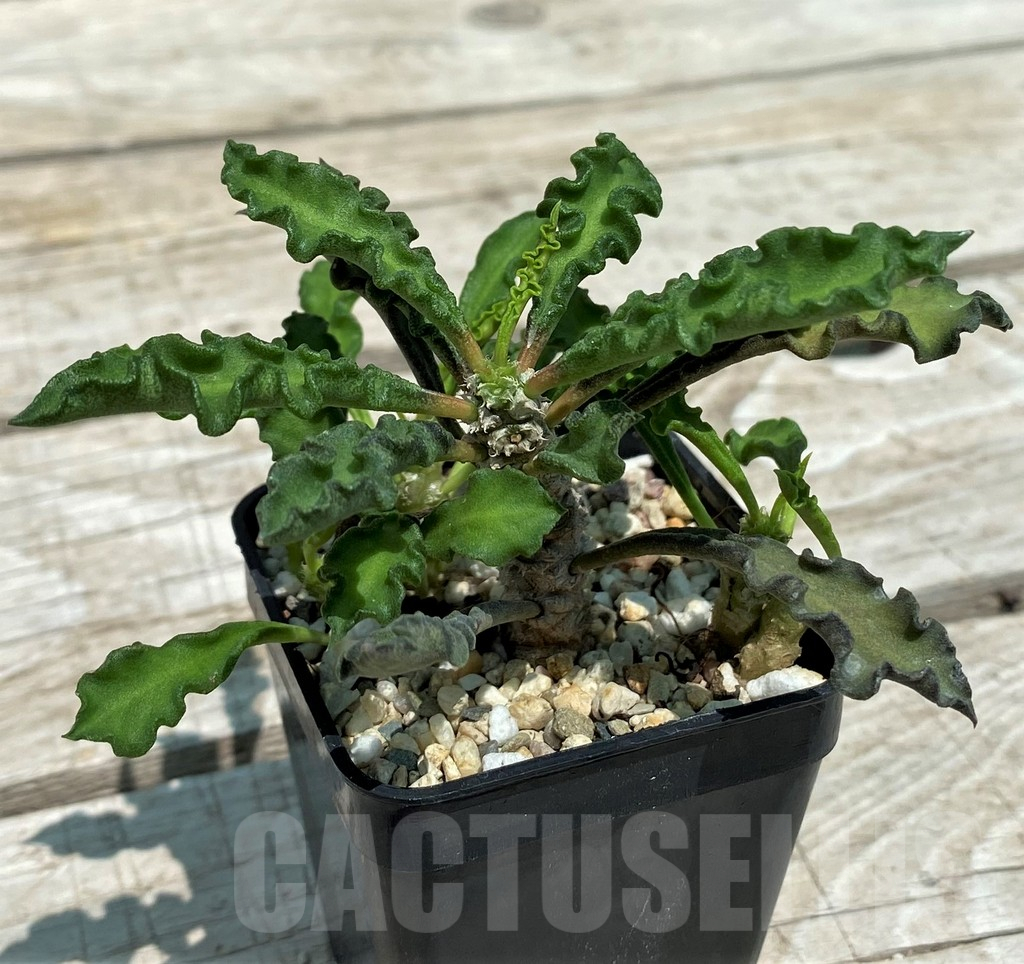 SH10126 Euphorbia decaryi v. spirosticha - Image 2