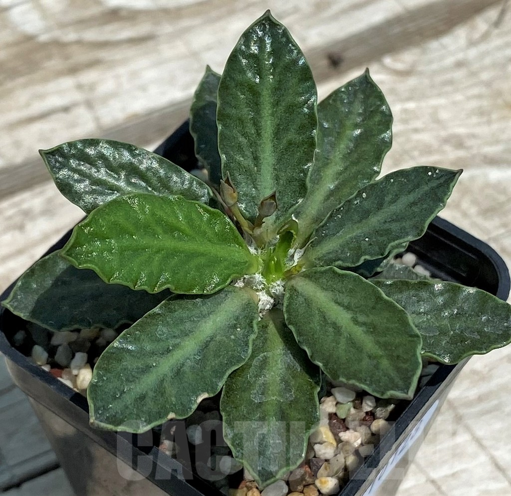 SH10128 Euphorbia tulearensis hybrid