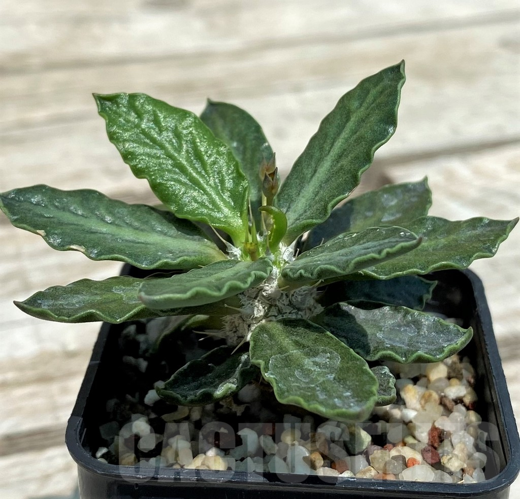 SH10128 Euphorbia tulearensis hybrid - Image 2