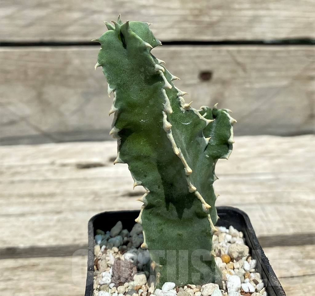 SH10138 Caralluma acutangula - Image 2