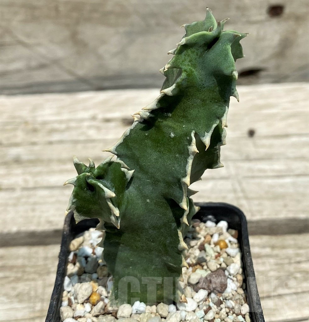 SH10138 Caralluma acutangula