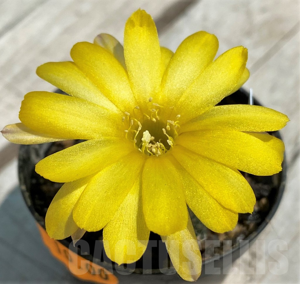 SH10159 Chamaecereus hybrid