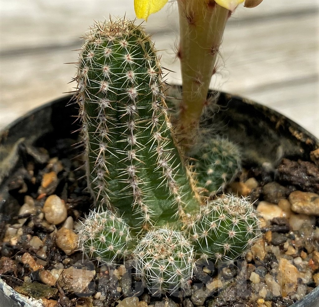 SH10159 Chamaecereus hybrid - Image 2