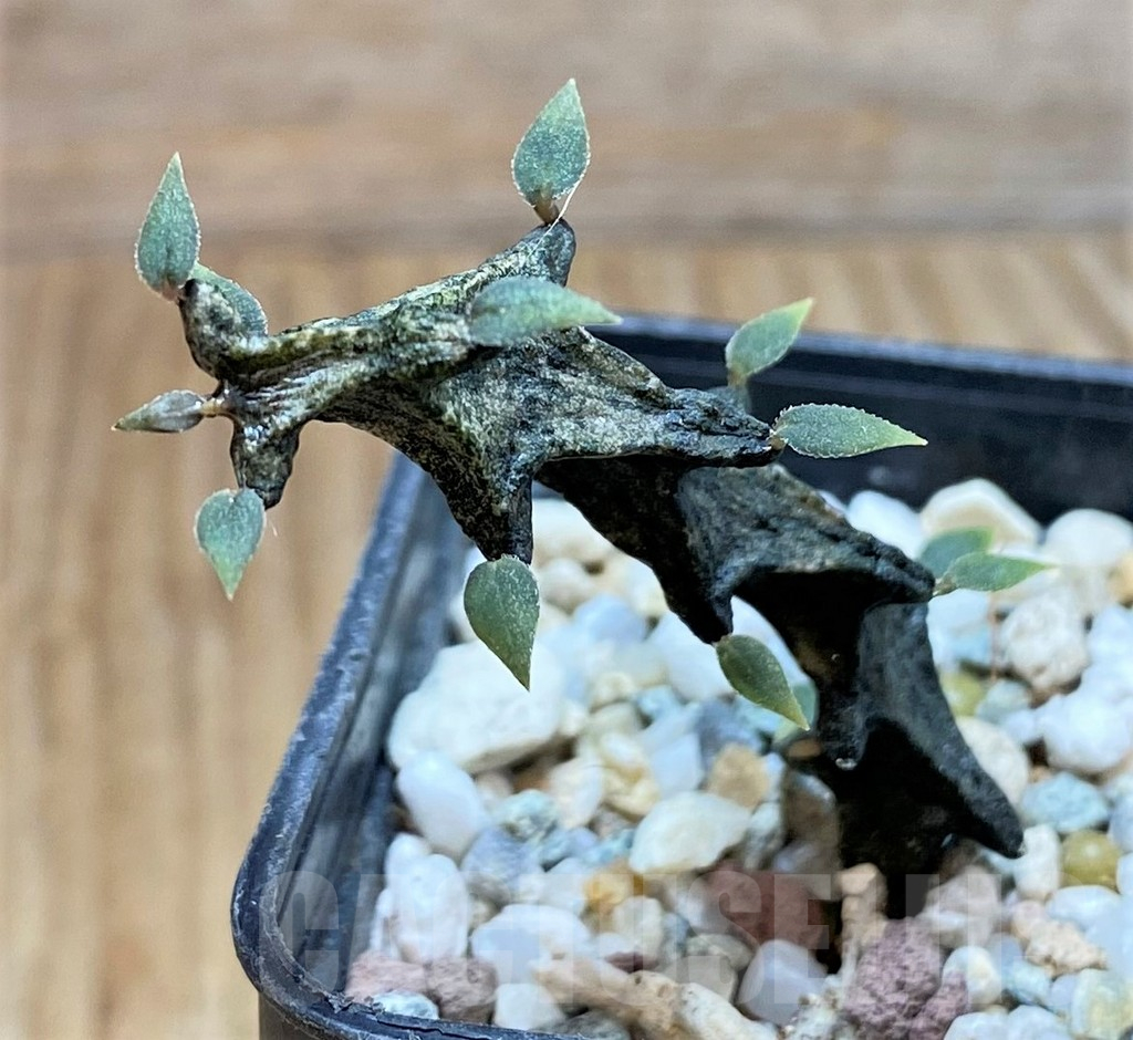 SH10139 Ceropegia bosseri - Image 2