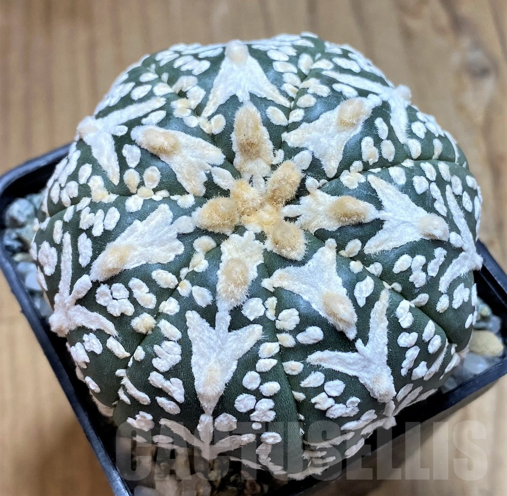 SH10407 Astrophytum asterias 'Super Kabuto' V-type f. nudum, 7-ribs