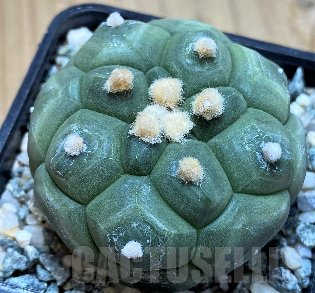 SH10410 Astrophytum asterias 'Kikko'