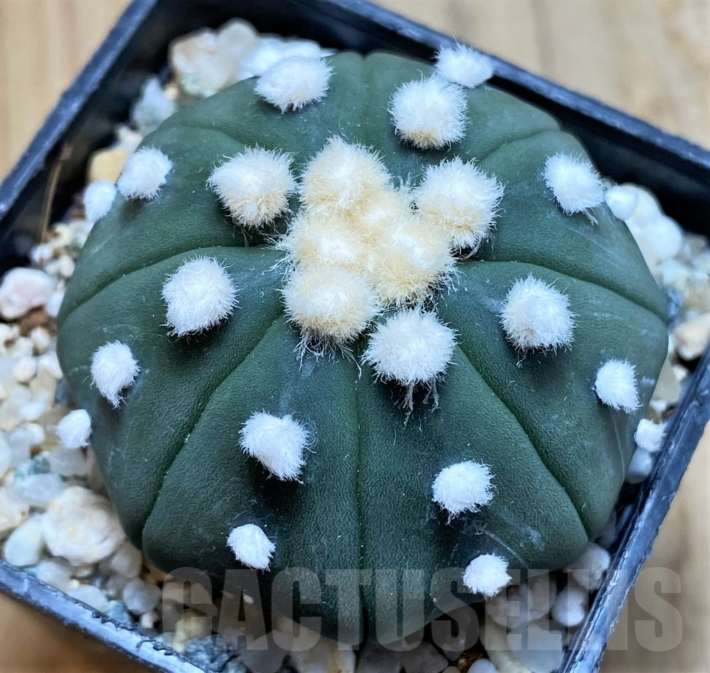 SH10411 Astrophytum asterias ‘Ooibo’