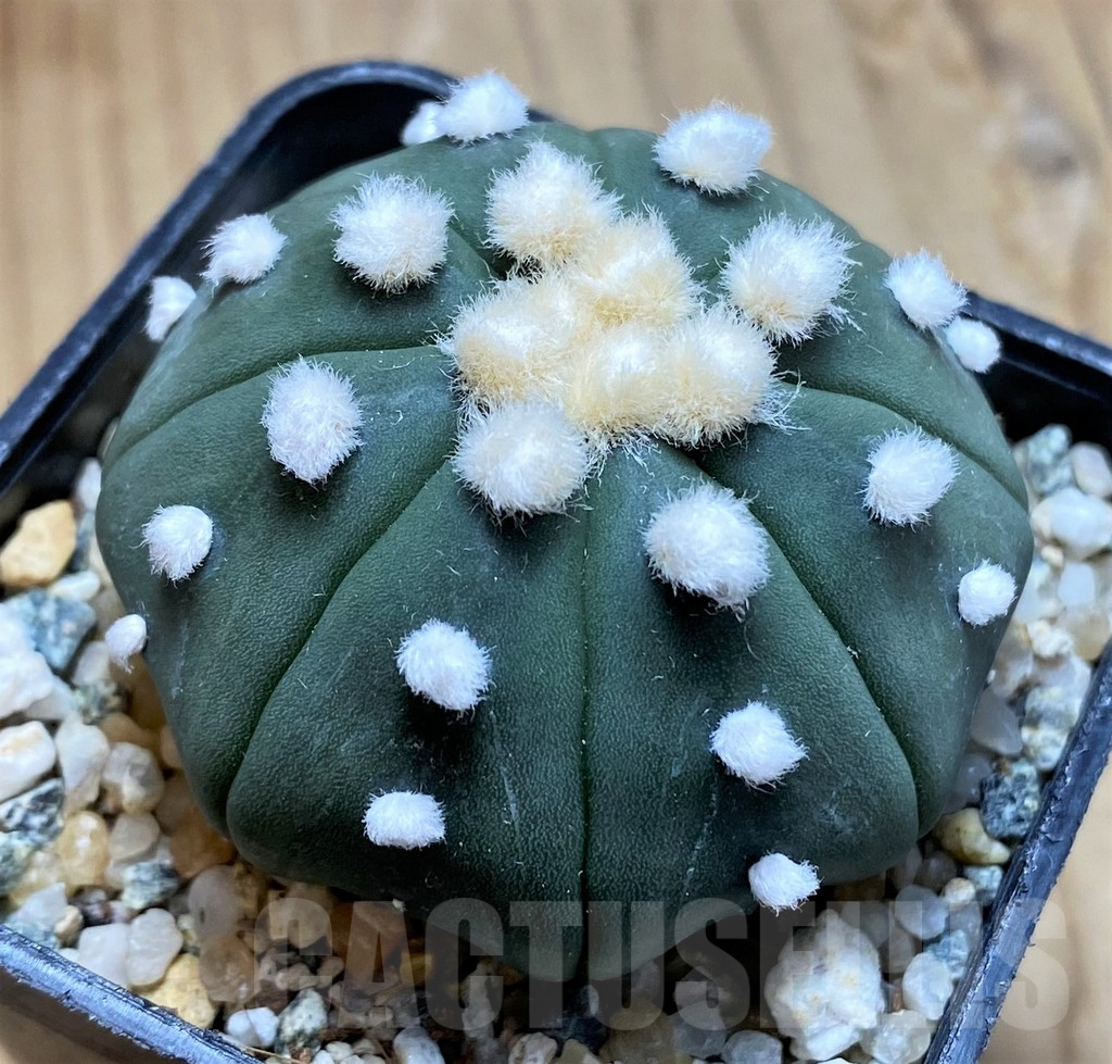 SH10411 Astrophytum asterias ‘Ooibo’ - Image 2