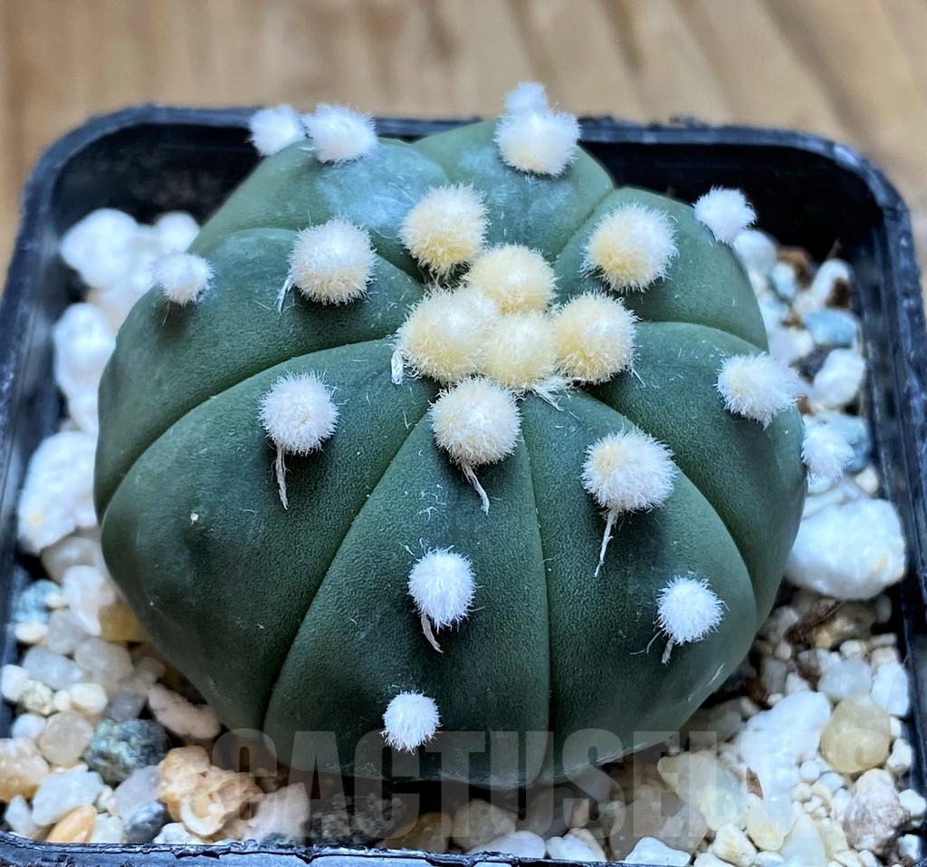 SH10412 Astrophytum asterias ‘Ooibo’ - Image 2