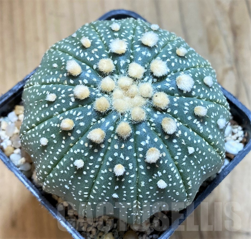 SH10430 Astrophytum asterias f. multicostatum
