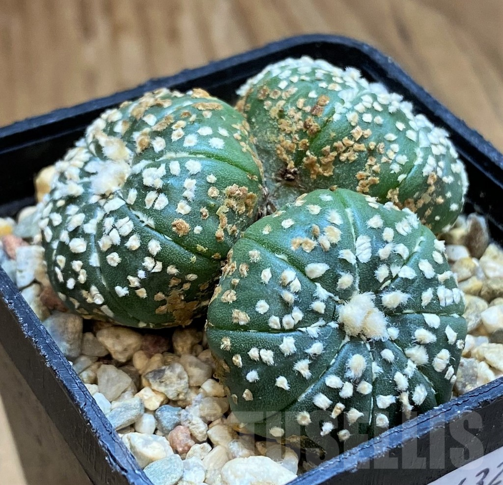 SH10432 Astrophytum asterias ‘Super Kabuto’ hybrid - Image 2