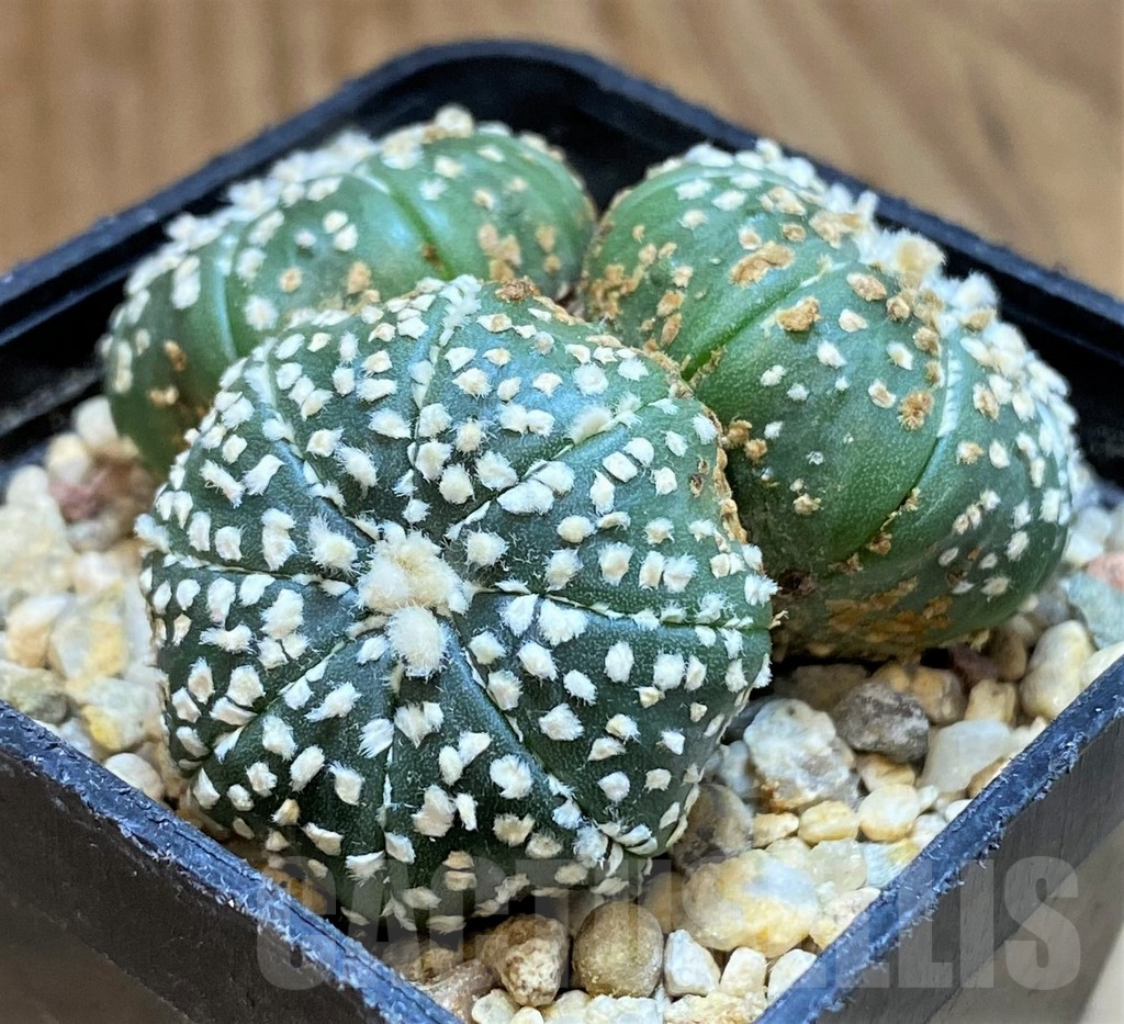 SH10432 Astrophytum asterias ‘Super Kabuto’ hybrid
