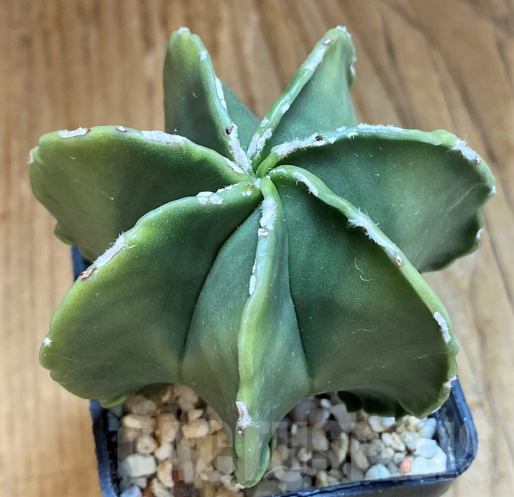 SH10433 Astrophytum myriostigma v. multicostatum f. nudum