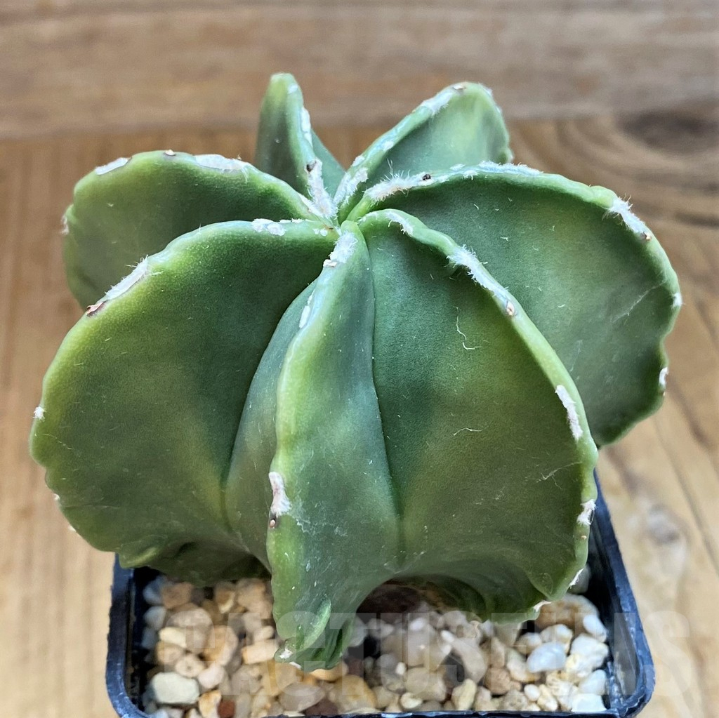 SH10433 Astrophytum myriostigma v. multicostatum f. nudum - Image 2
