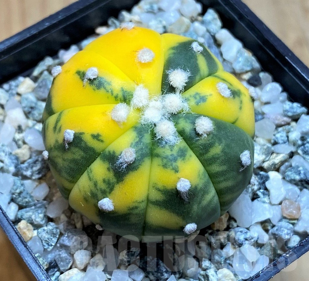 SH10435 Astrophytum asterias f. variegata