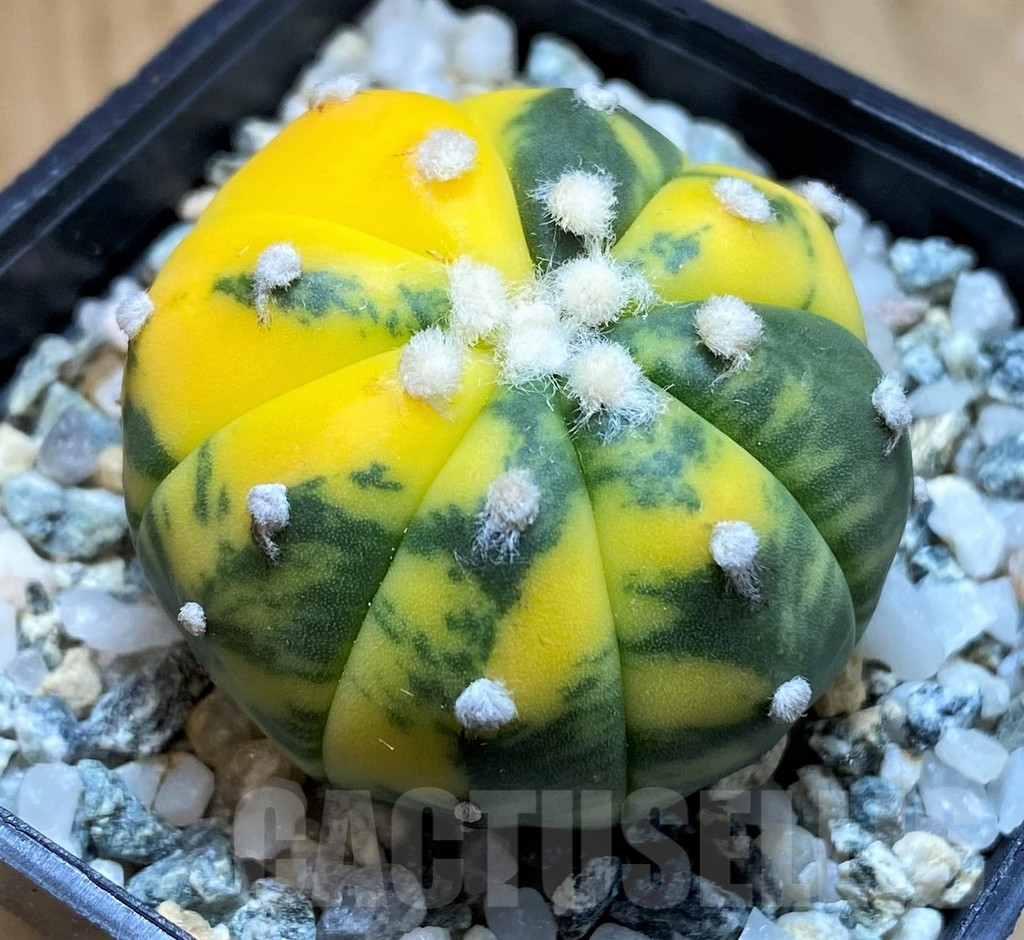 SH10435 Astrophytum asterias f. variegata - Image 2
