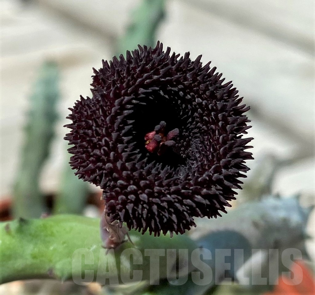 SH10450 Huernia pendurata