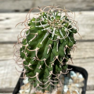 SH10443 Euphorbia columnaris, grafted
