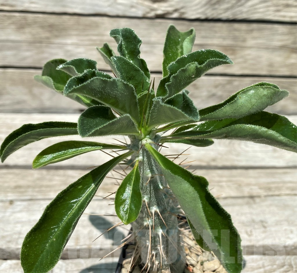 SH10444 Pachypodium saundersii
