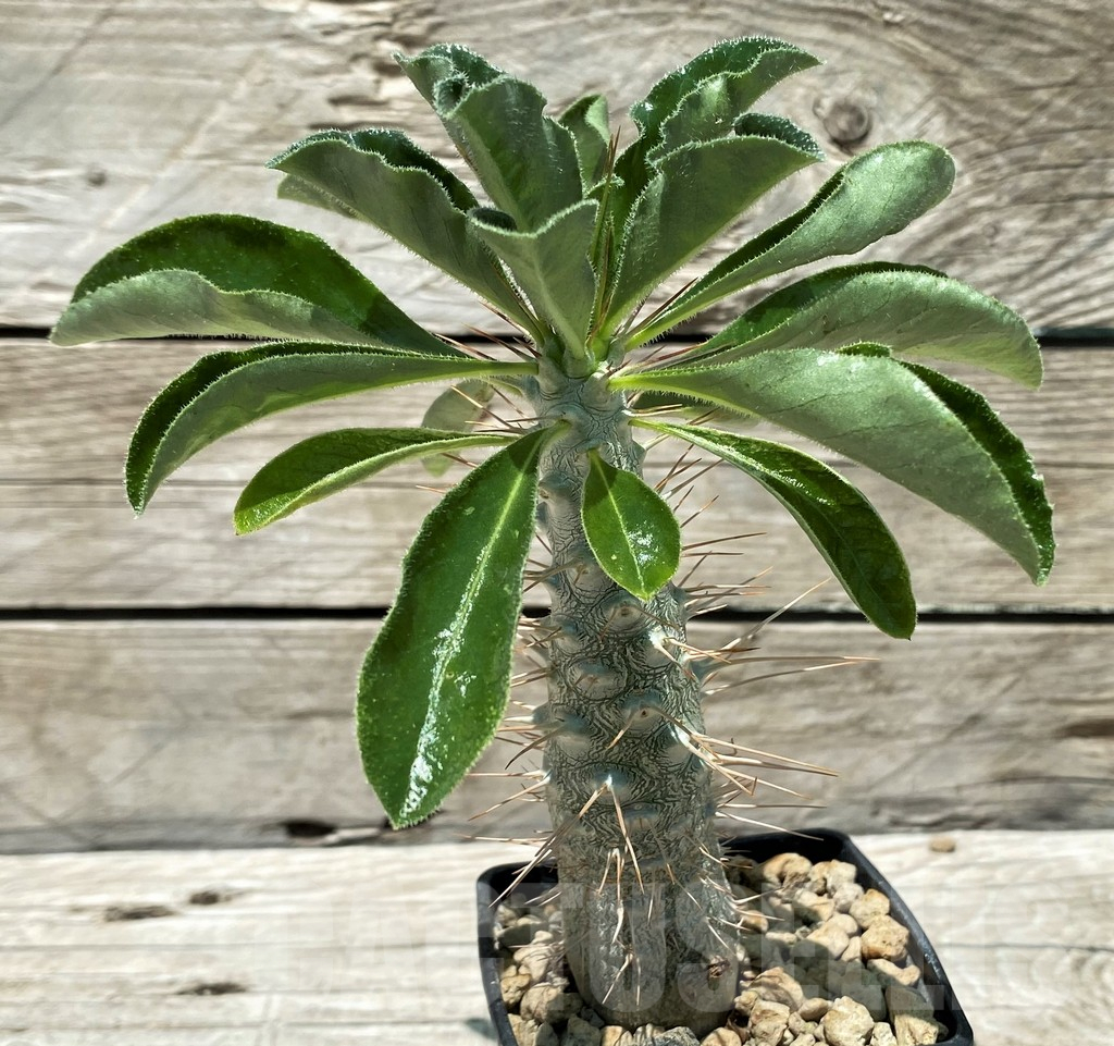 SH10444 Pachypodium saundersii - Image 2