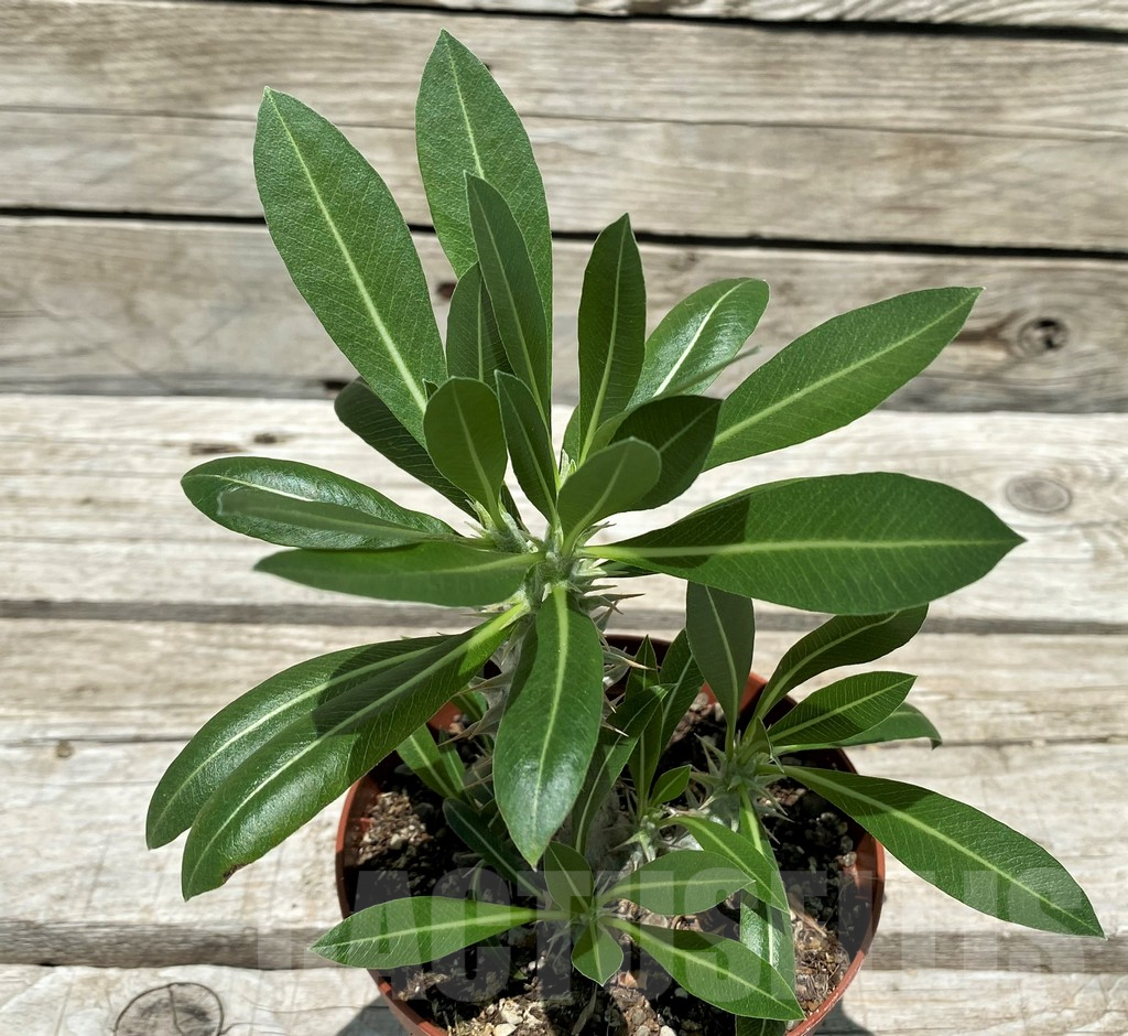 SH10446 Pachypodium horombense
