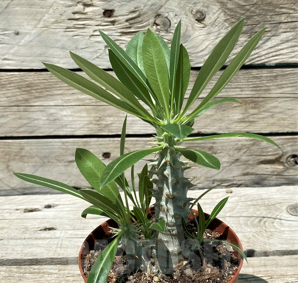 SH10446 Pachypodium horombense - Image 2