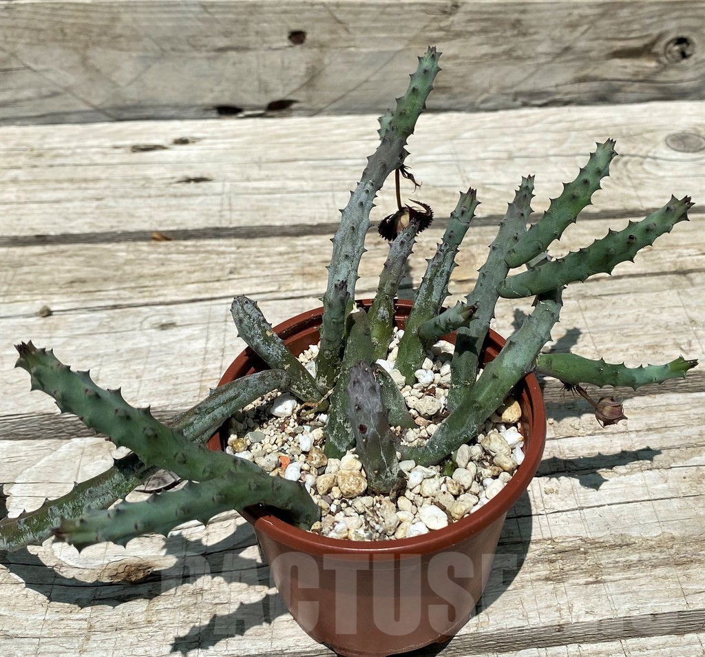 SH10450 Huernia pendurata - Image 2