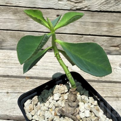 SH10451 Monadenium echinulatum ES21907