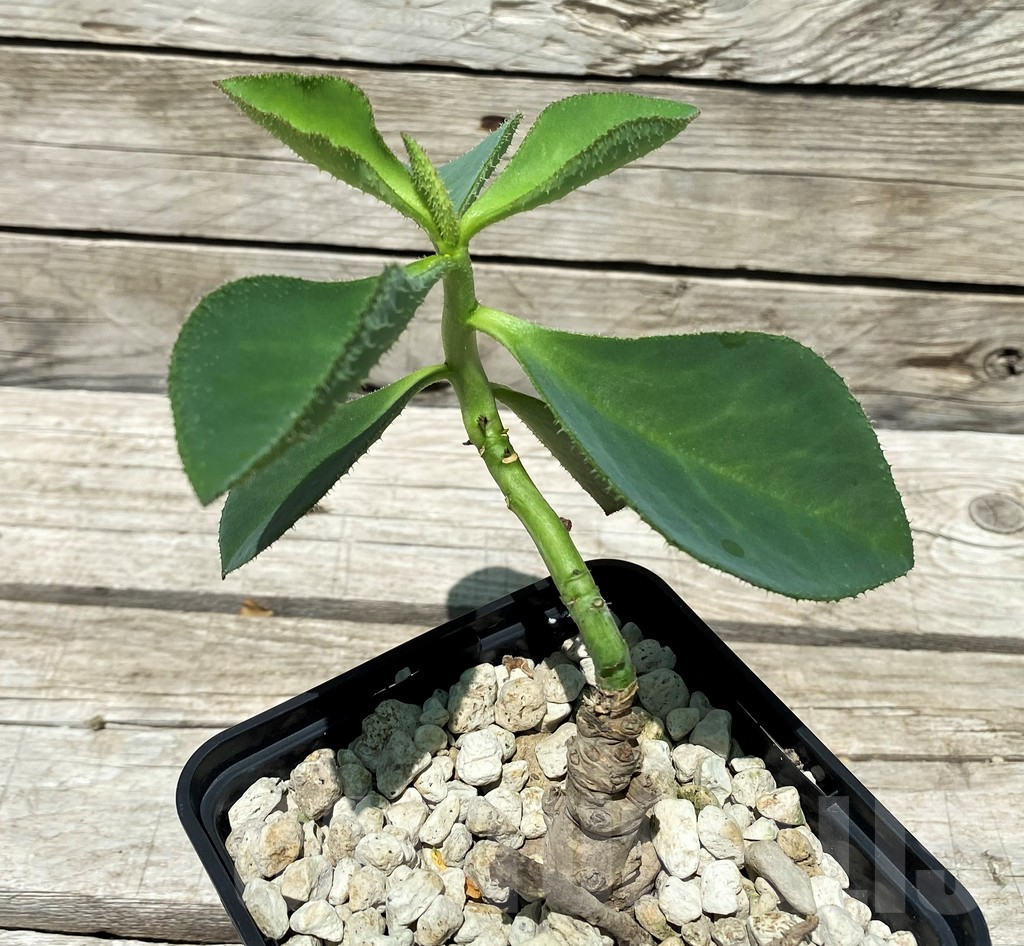 SH10451 Monadenium echinulatum ES21907