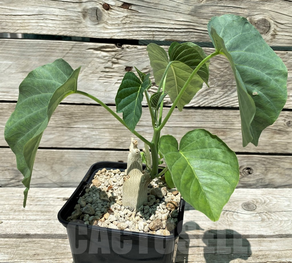 SH10453 Ipomoea lapidosa ES21291 -Tanzania-