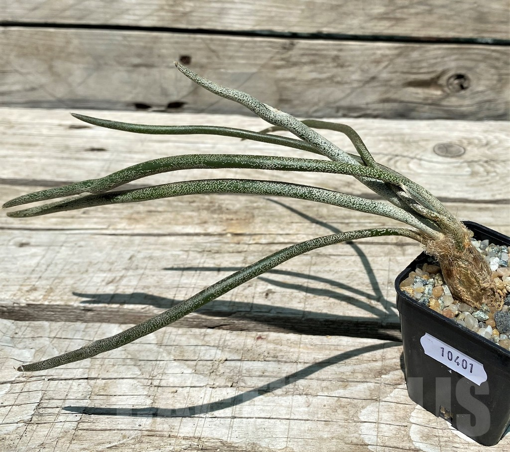 SH10401 Astrophytum caput-medusae, seedling