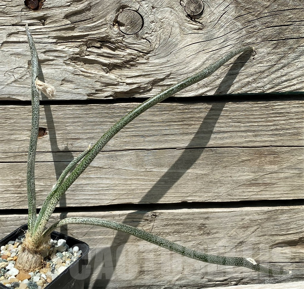 SH10402 Astrophytum caput-medusae, seedling