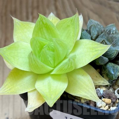 SH10532 Haworthia mix