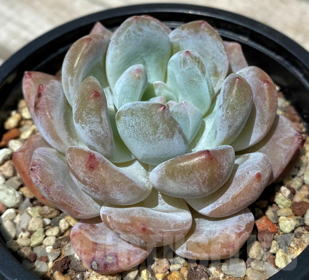 SH10561 Echeveria hybrid - Image 2