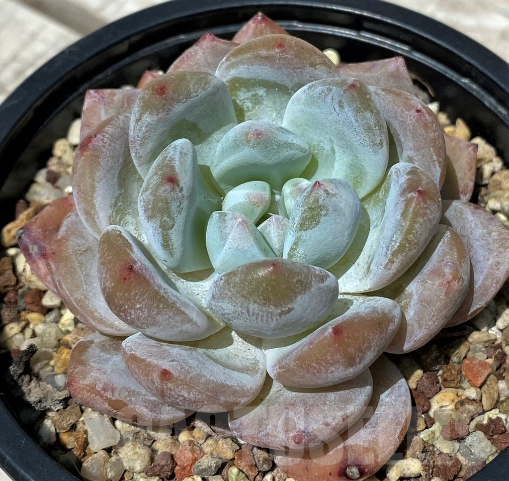 SH10561 Echeveria hybrid