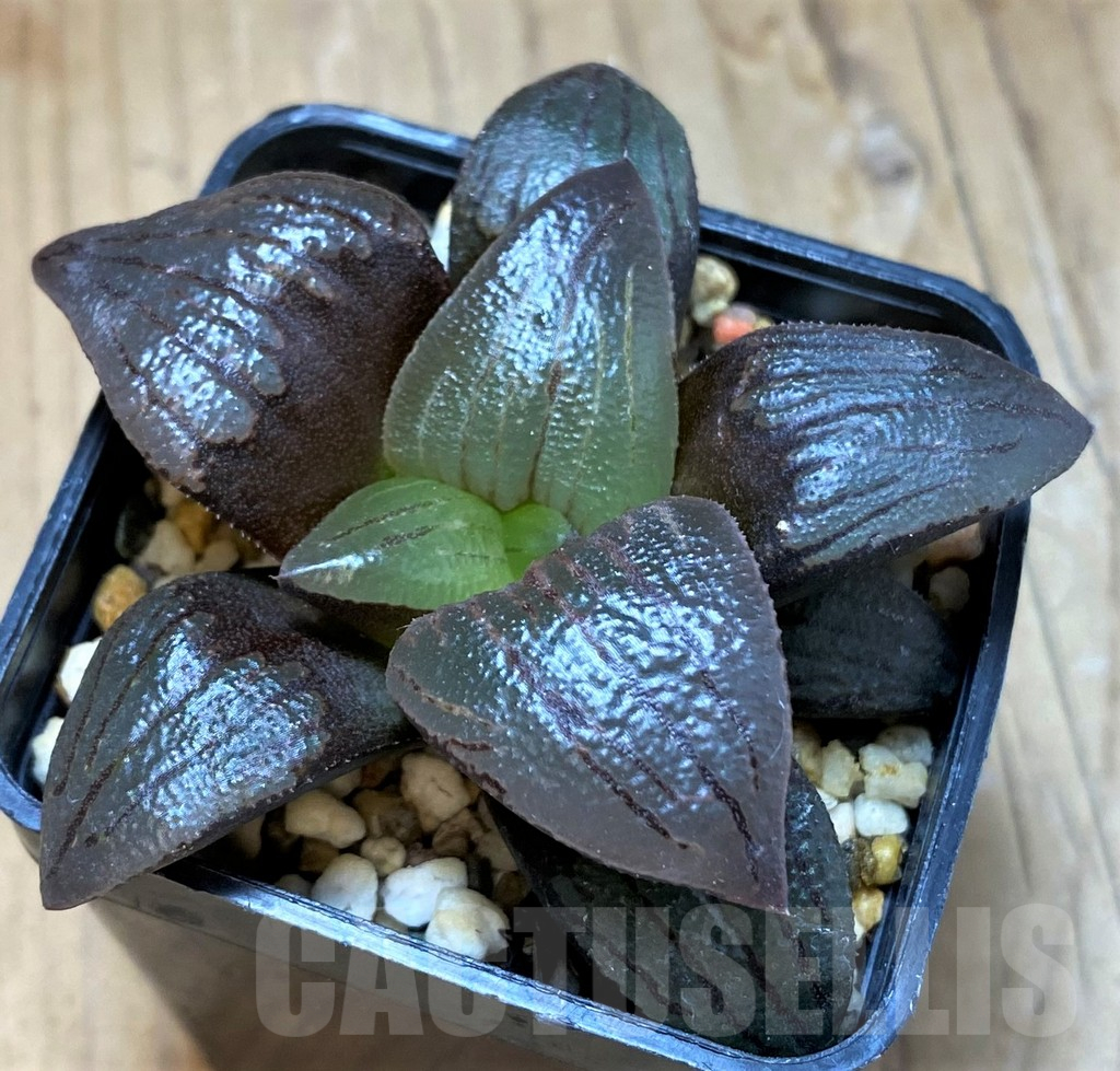 SH10542 Haworthia atrofusca -Japan- - Image 2